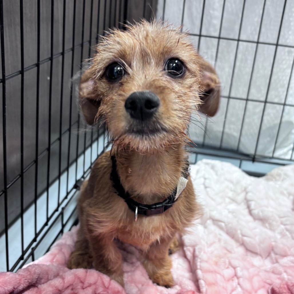 Benny, an adoptable Dachshund, Terrier in Bismarck, ND, 58507 | Photo Image 1
