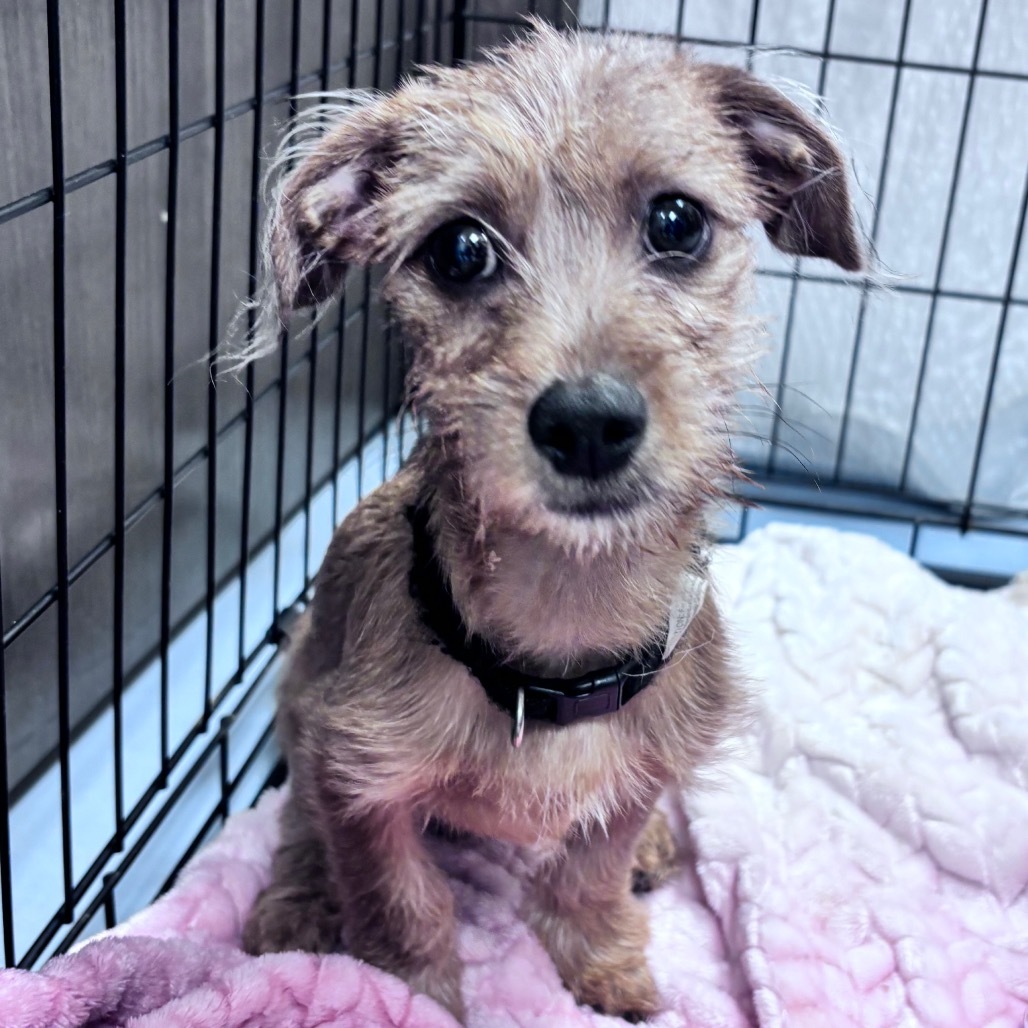 Benny, an adoptable Dachshund, Terrier in Bismarck, ND, 58507 | Photo Image 2