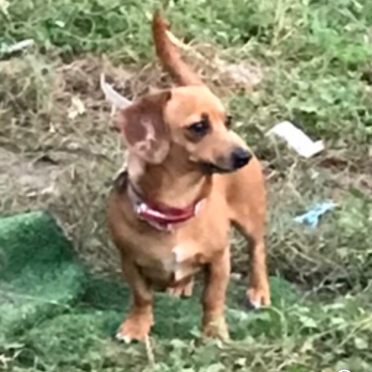Peanut, an adoptable Dachshund, Chihuahua in Bismarck, ND, 58507 | Photo Image 1