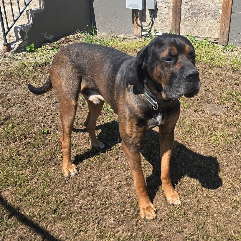Tiny, an adoptable Mastiff in Bismarck, ND, 58507 | Photo Image 1