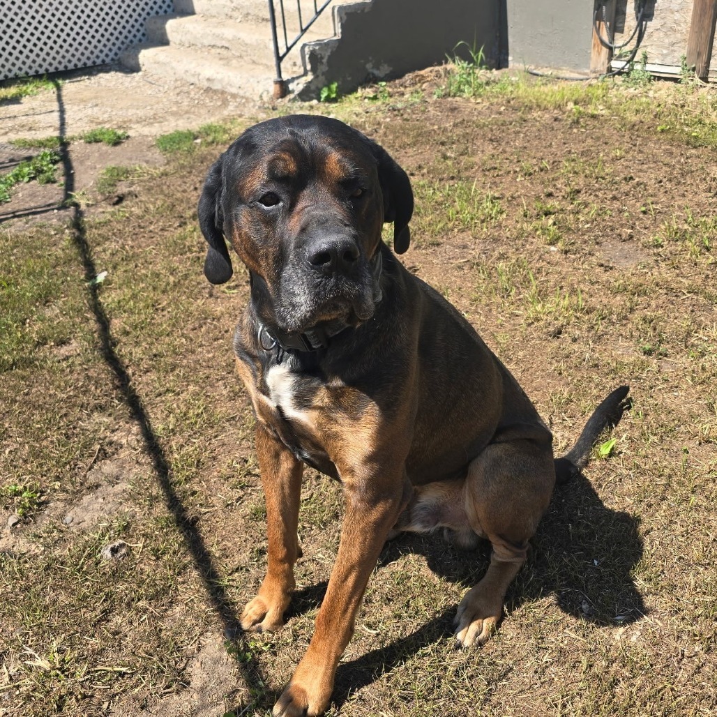 Tiny, an adoptable Mastiff in Bismarck, ND, 58507 | Photo Image 2