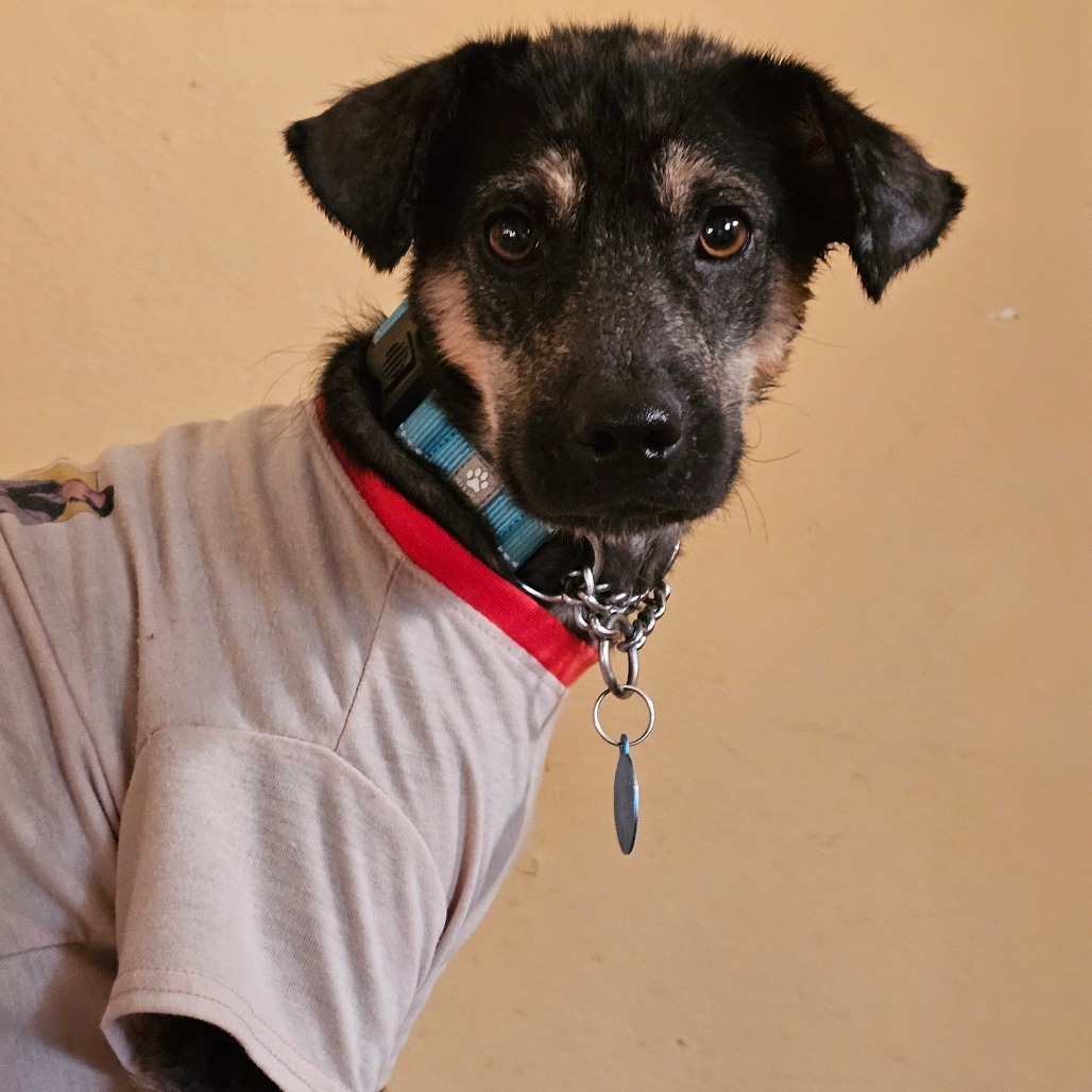 Elliot, an adoptable Mixed Breed in Bismarck, ND, 58507 | Photo Image 1