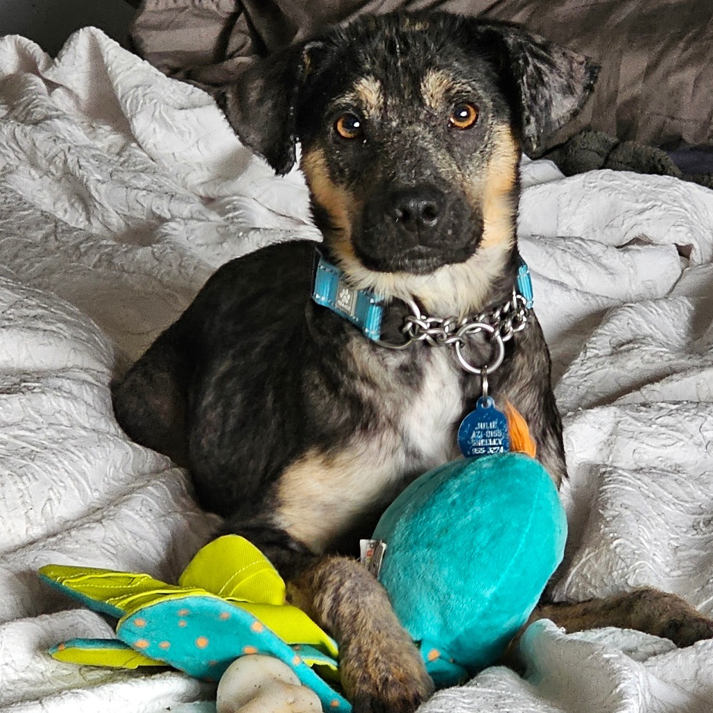 Elliot, an adoptable Mixed Breed in Bismarck, ND, 58507 | Photo Image 2