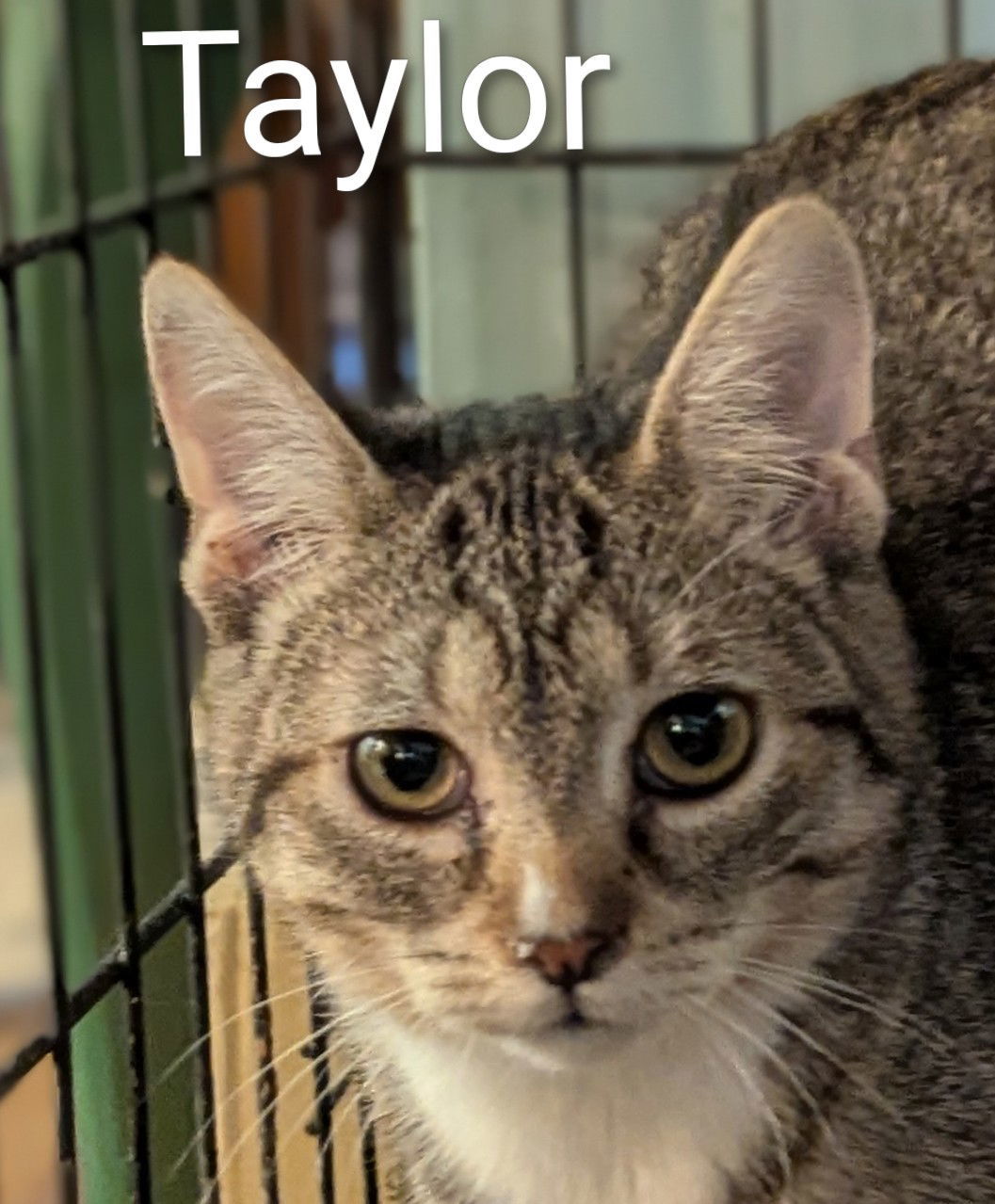 Taylor