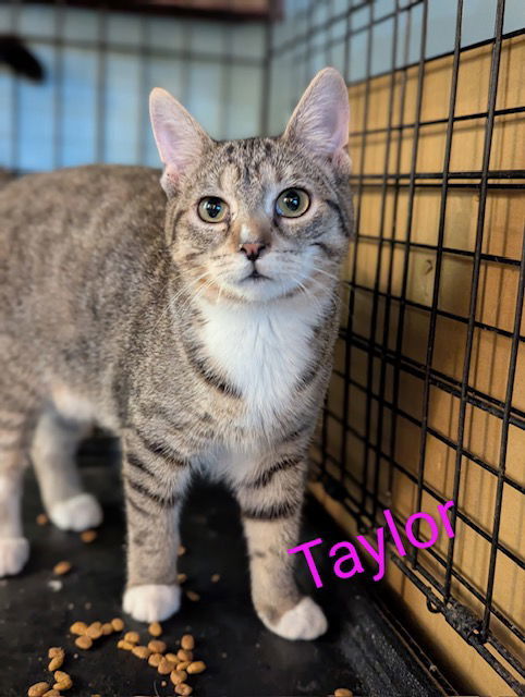 Taylor