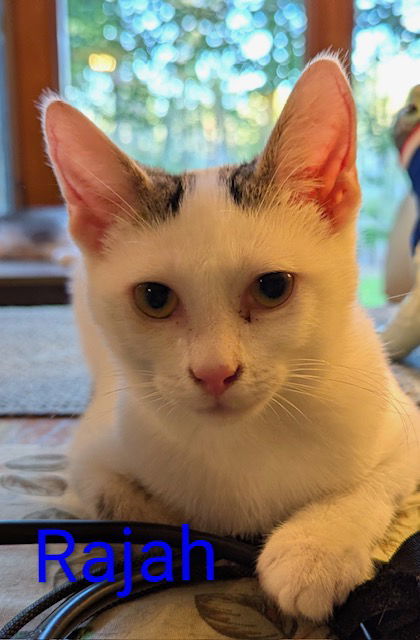 Rajah
