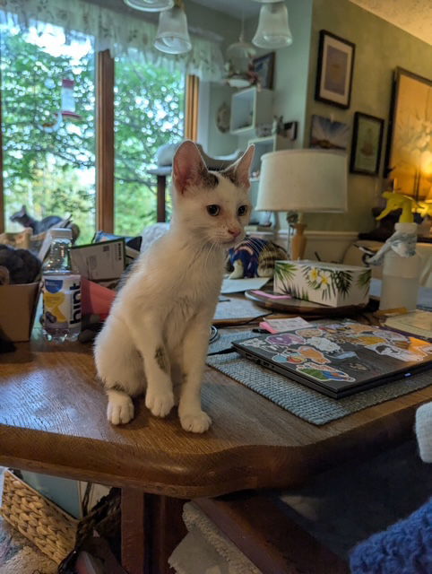 Rajah