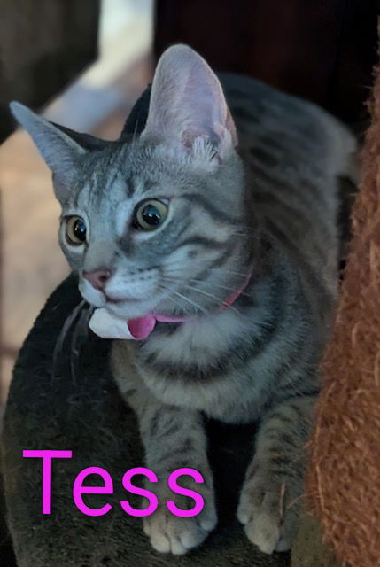 Tess