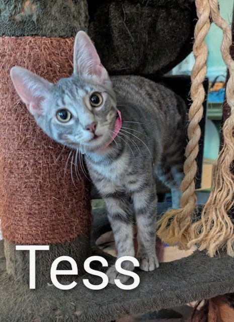 Tess