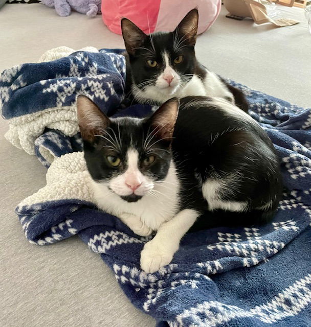 Ace and Jack bonded siblings