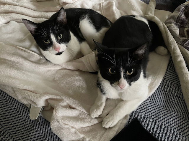 Ace and Jack bonded siblings