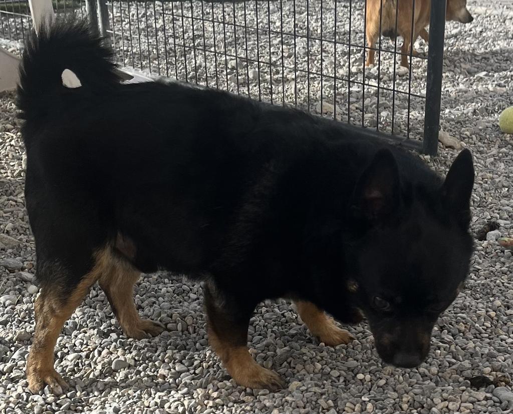 Oreo, an adoptable Affenpinscher, Mixed Breed in Pahrump, NV, 89048 | Photo Image 1