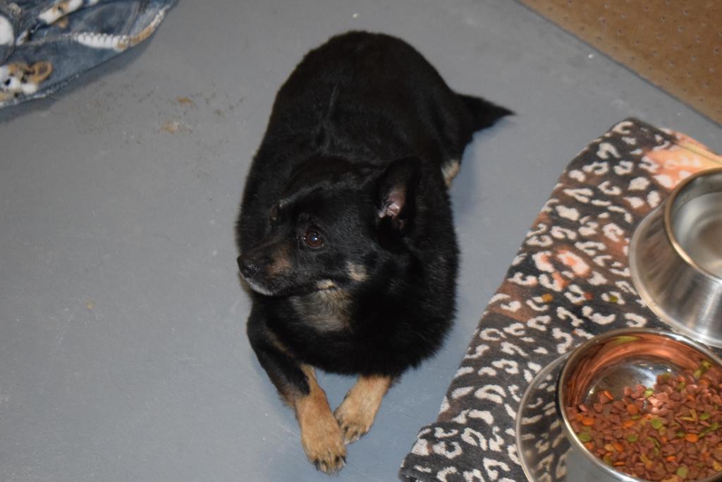 Oreo, an adoptable Affenpinscher, Mixed Breed in Pahrump, NV, 89048 | Photo Image 2