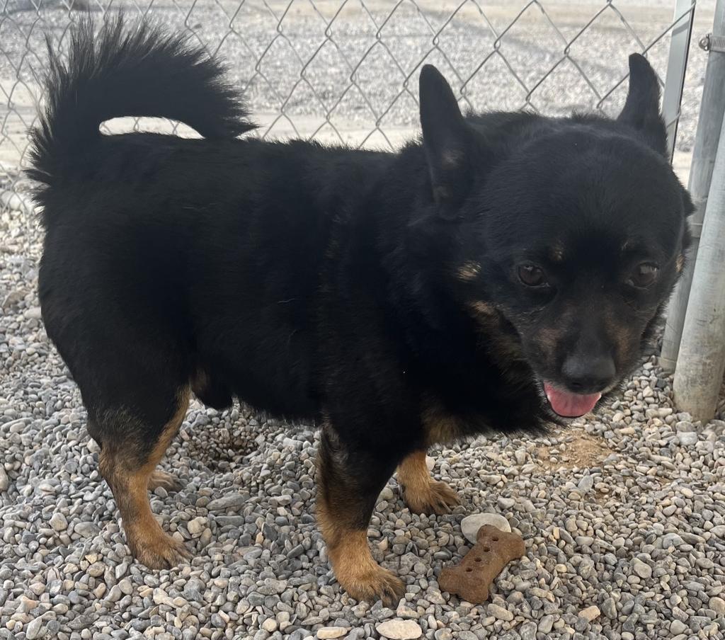 Oreo, an adoptable Affenpinscher, Mixed Breed in Pahrump, NV, 89048 | Photo Image 3