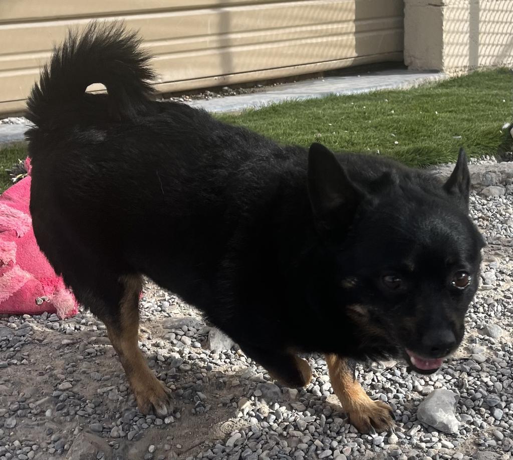 Oreo, an adoptable Affenpinscher, Mixed Breed in Pahrump, NV, 89048 | Photo Image 4