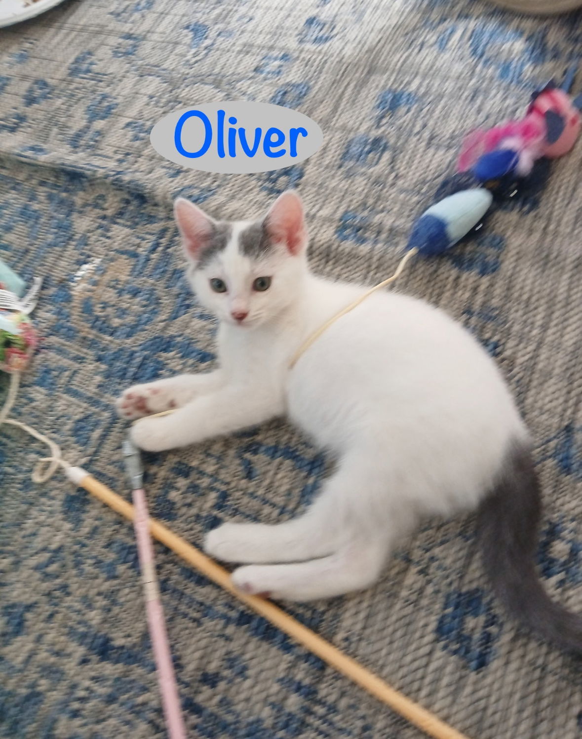 Oliver