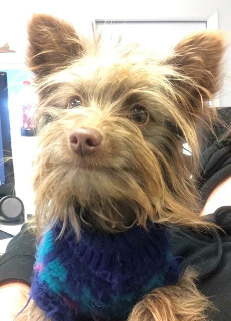 Sparky aka Coco