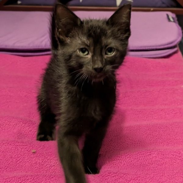 Candy Corn thumbnail 2