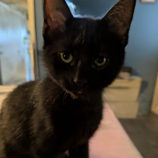 Candy Corn thumbnail 3