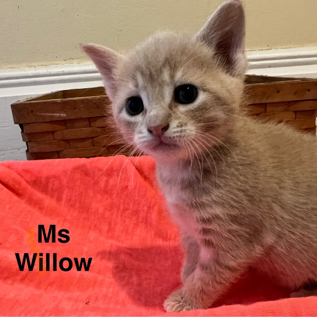Willow
