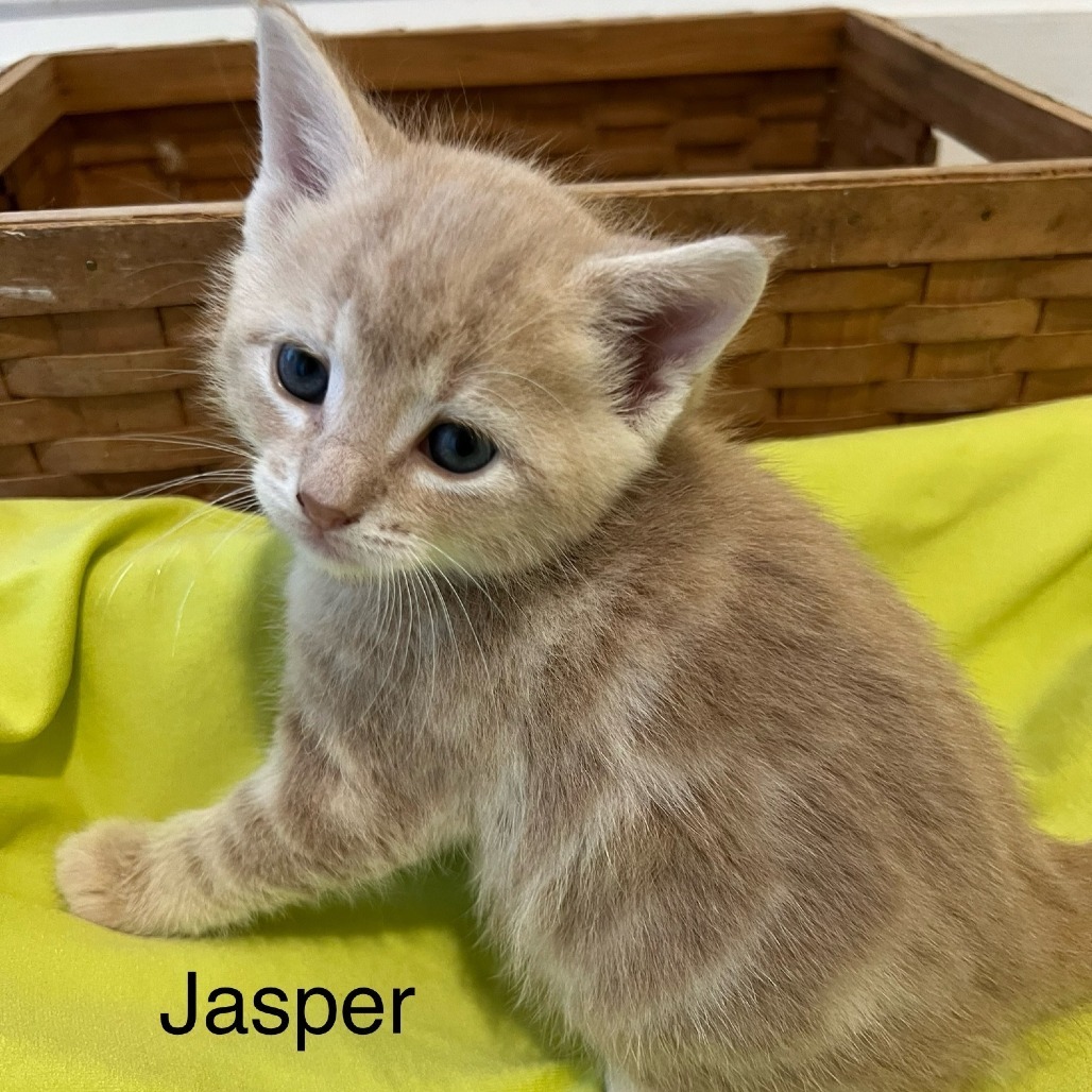 Jasper
