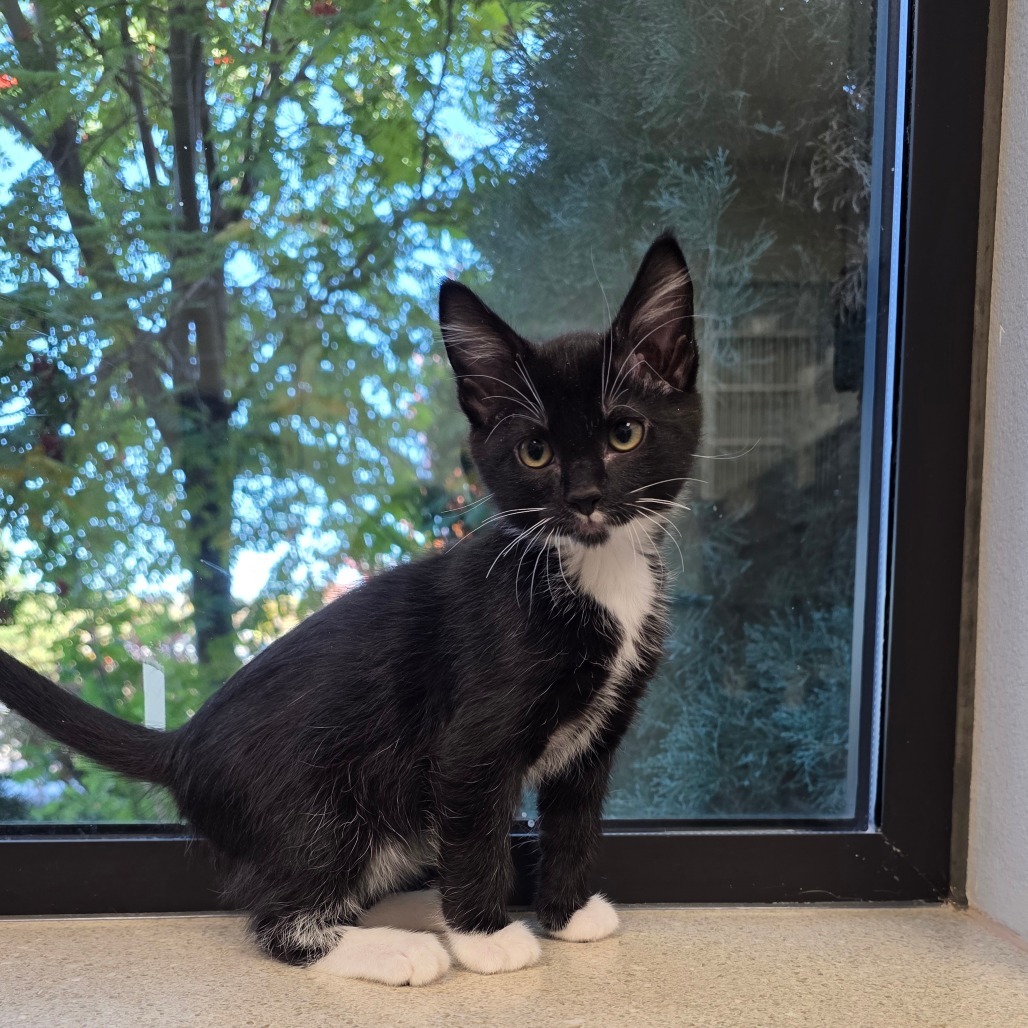 Jack, an adoptable Domestic Short Hair in Great Falls, MT, 59404 | Photo Image 1