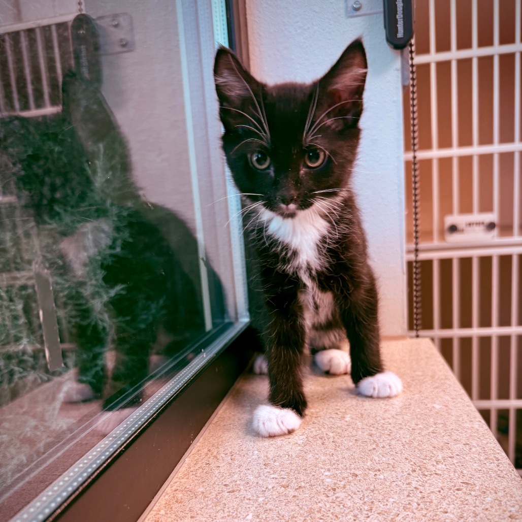 Jack, an adoptable Domestic Short Hair in Great Falls, MT, 59404 | Photo Image 2