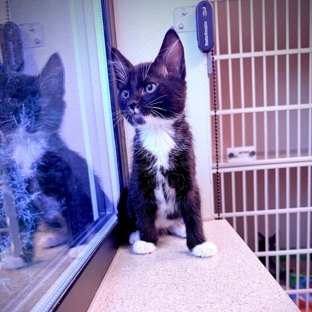 Jack, an adoptable Domestic Short Hair in Great Falls, MT, 59404 | Photo Image 3