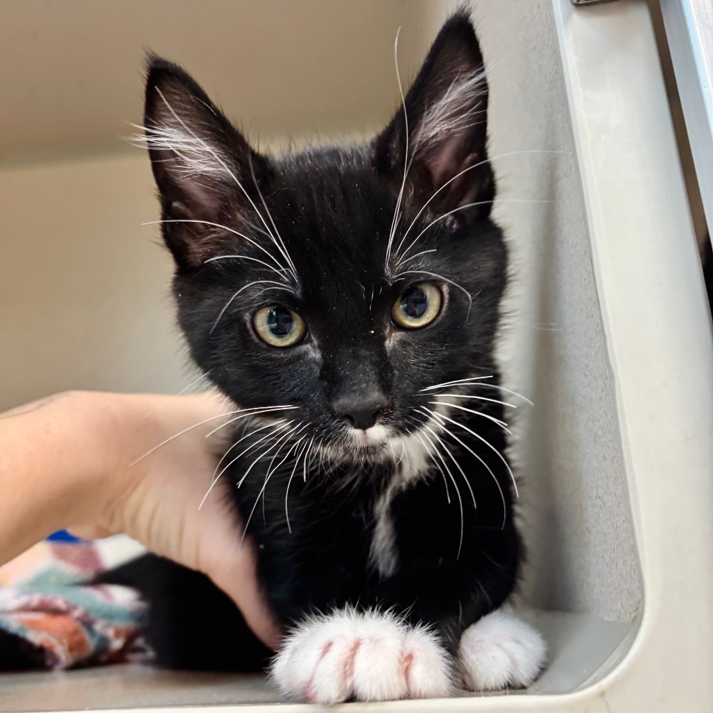 Jack, an adoptable Domestic Short Hair in Great Falls, MT, 59404 | Photo Image 4
