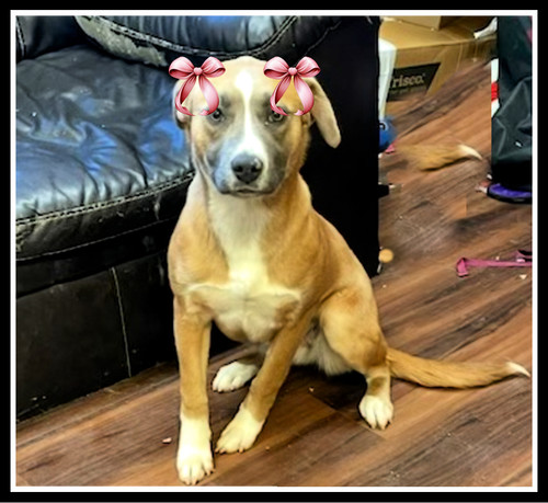Yellow lab mixes, female