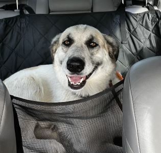 Pyrenees golden retriever mix