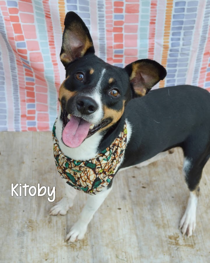 Kitoby