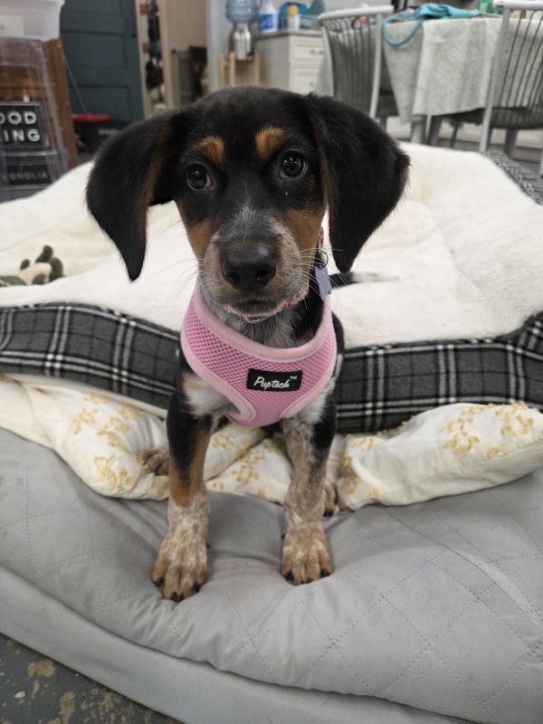 Juno