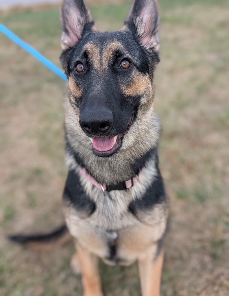 Lilibet - PENDING ADOPTION