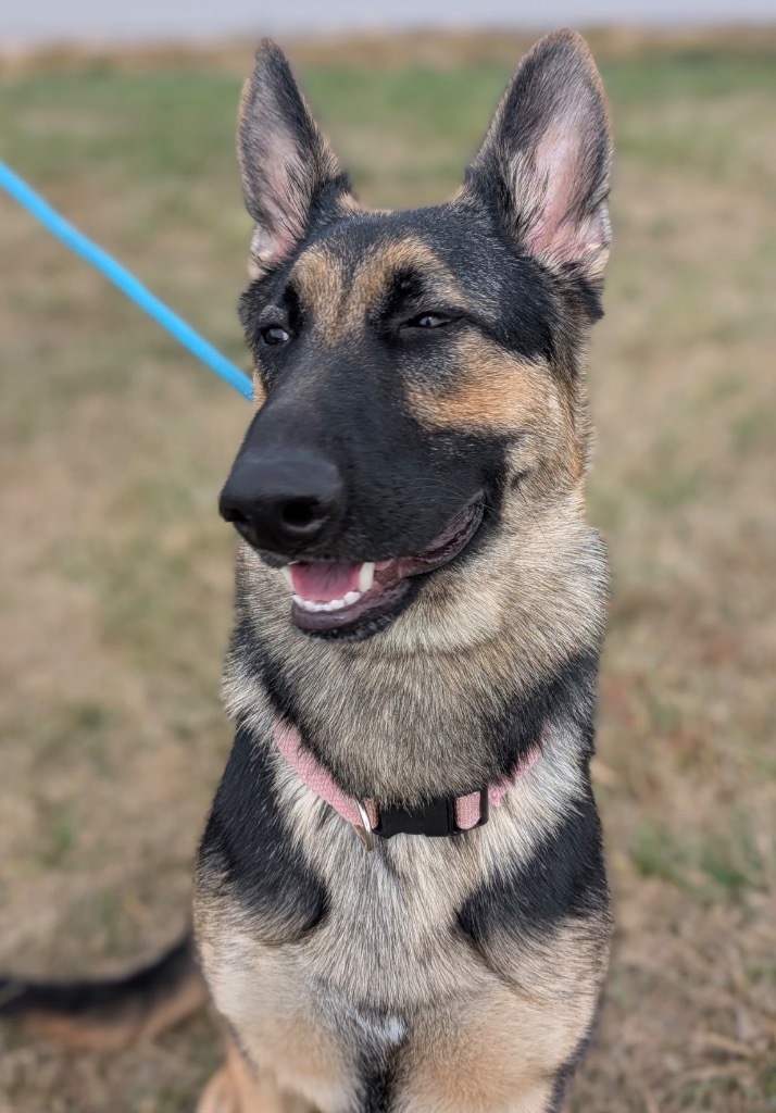 Lilibet - PENDING ADOPTION