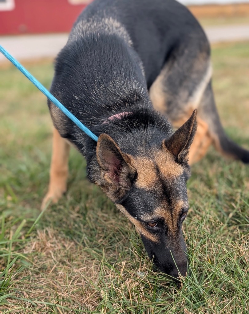 Lilibet - PENDING ADOPTION