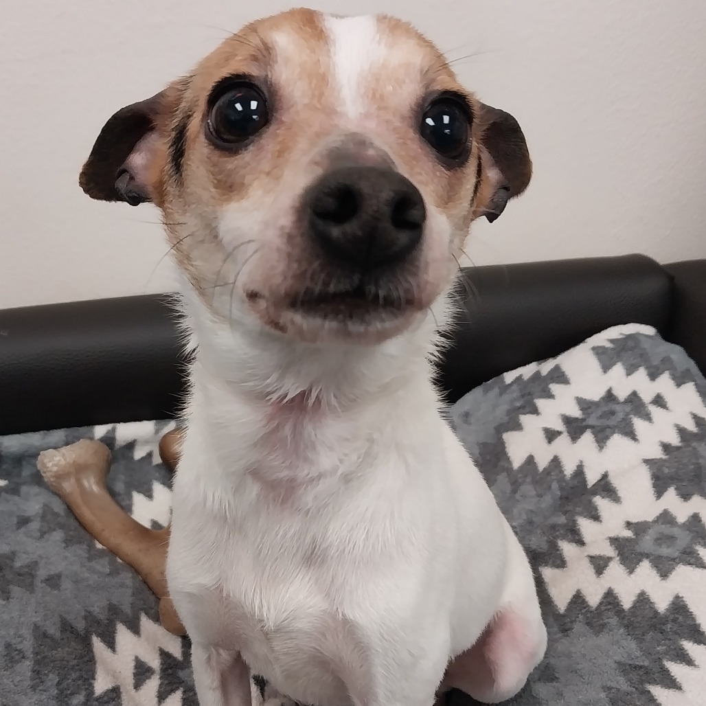 Chester 25-72, an adoptable Rat Terrier in Bottineau, ND, 58318 | Photo Image 1