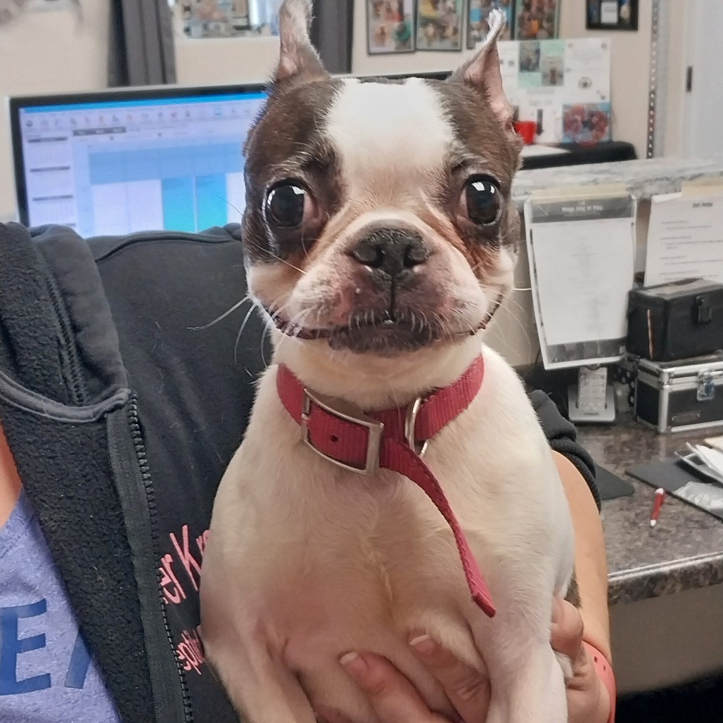 Sunshine 25-65, an adoptable Boston Terrier in Bottineau, ND, 58318 | Photo Image 1