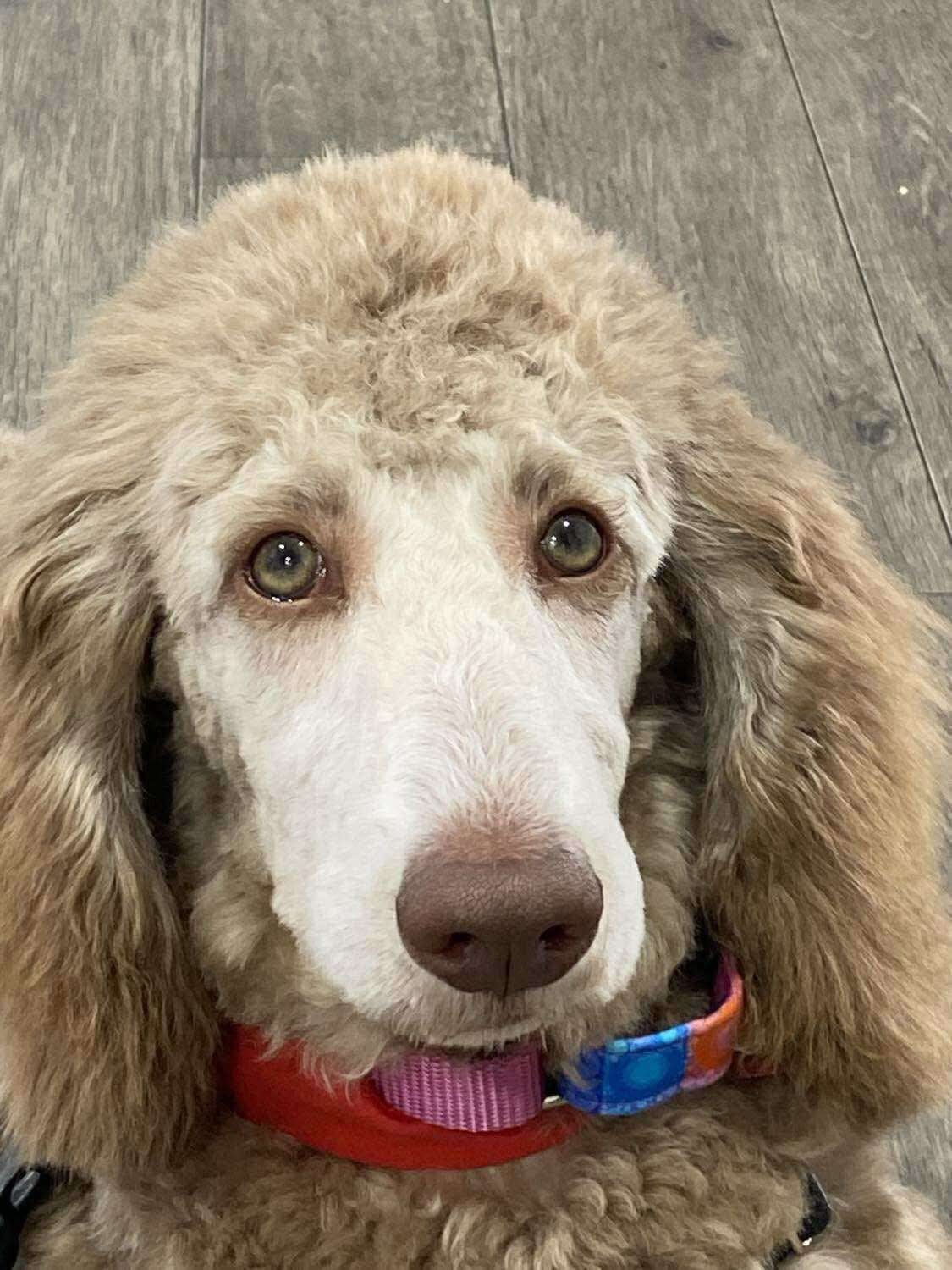 Ya Ya, an adoptable Standard Poodle in Sault Ste Marie, ON, P6A 1Y9 | Photo Image 1