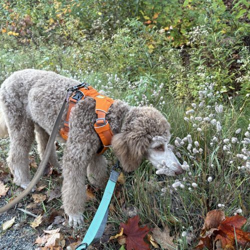Ya Ya, an adoptable Standard Poodle in Sault Ste Marie, ON, P6A 1Y9 | Photo Image 2