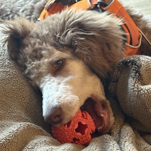 Ya Ya, an adoptable Standard Poodle in Sault Ste Marie, ON, P6A 1Y9 | Photo Image 3