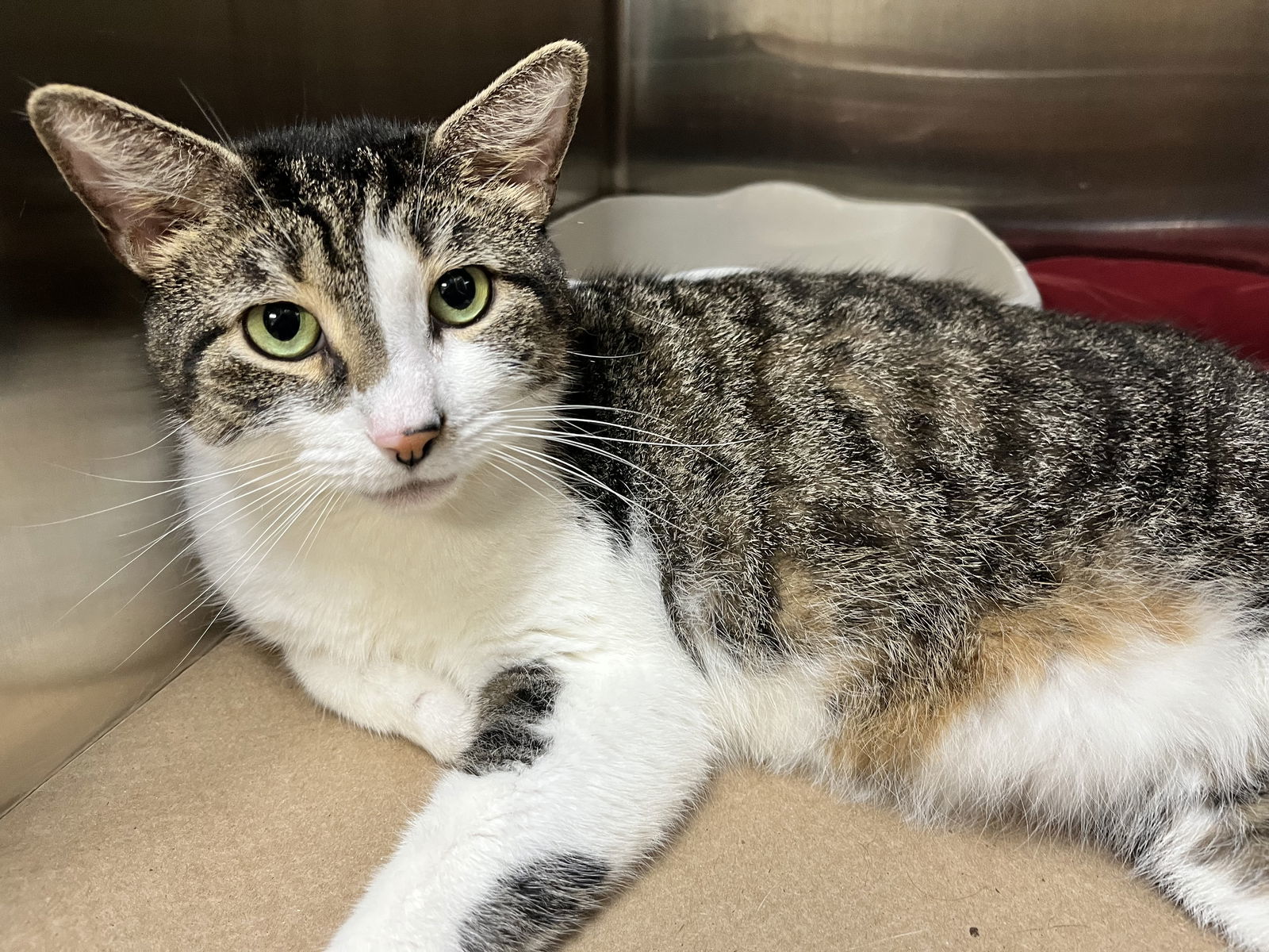 Sweet Tiger (TAS #9)