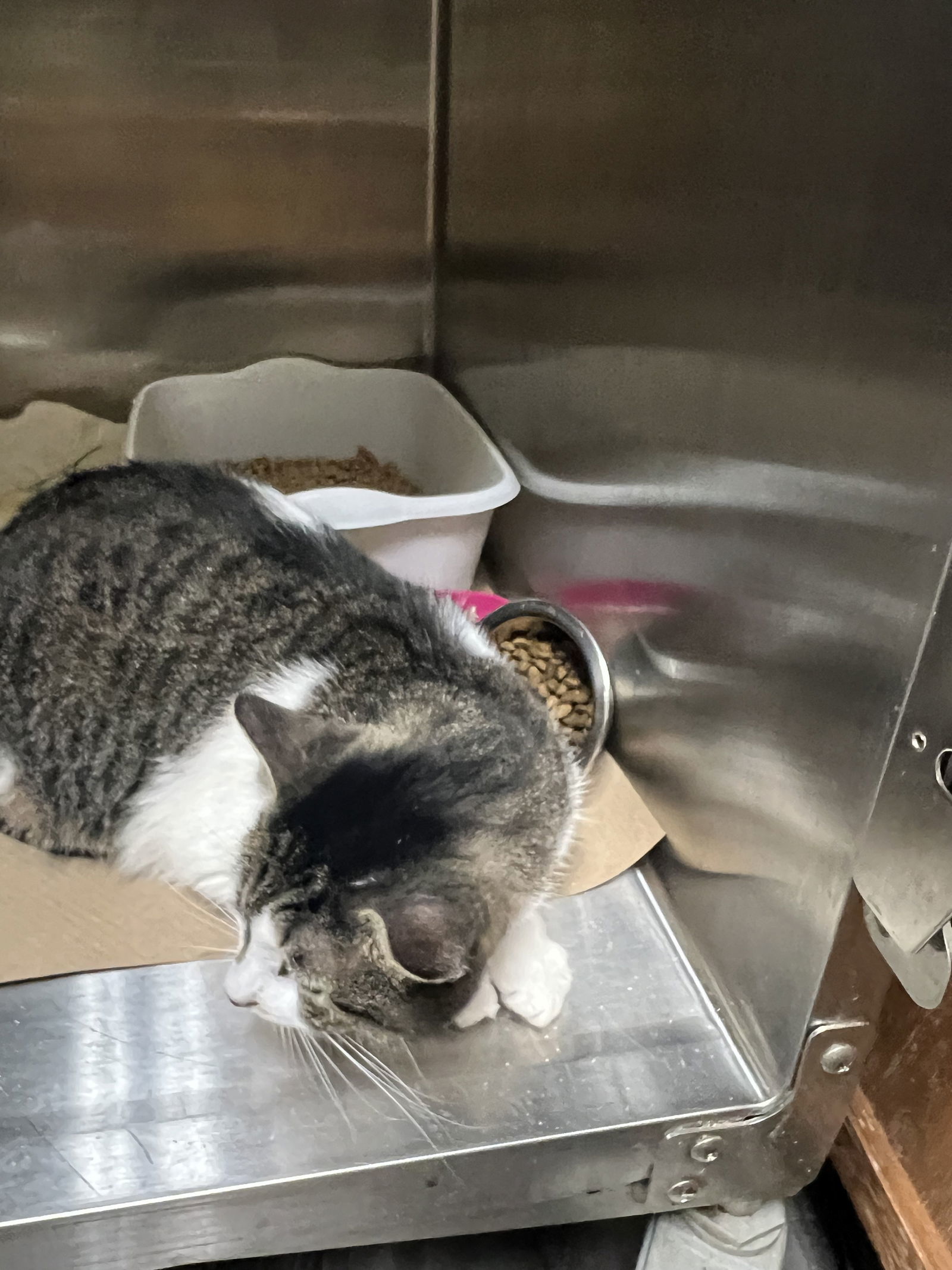 Sweet Tiger (TAS #9)