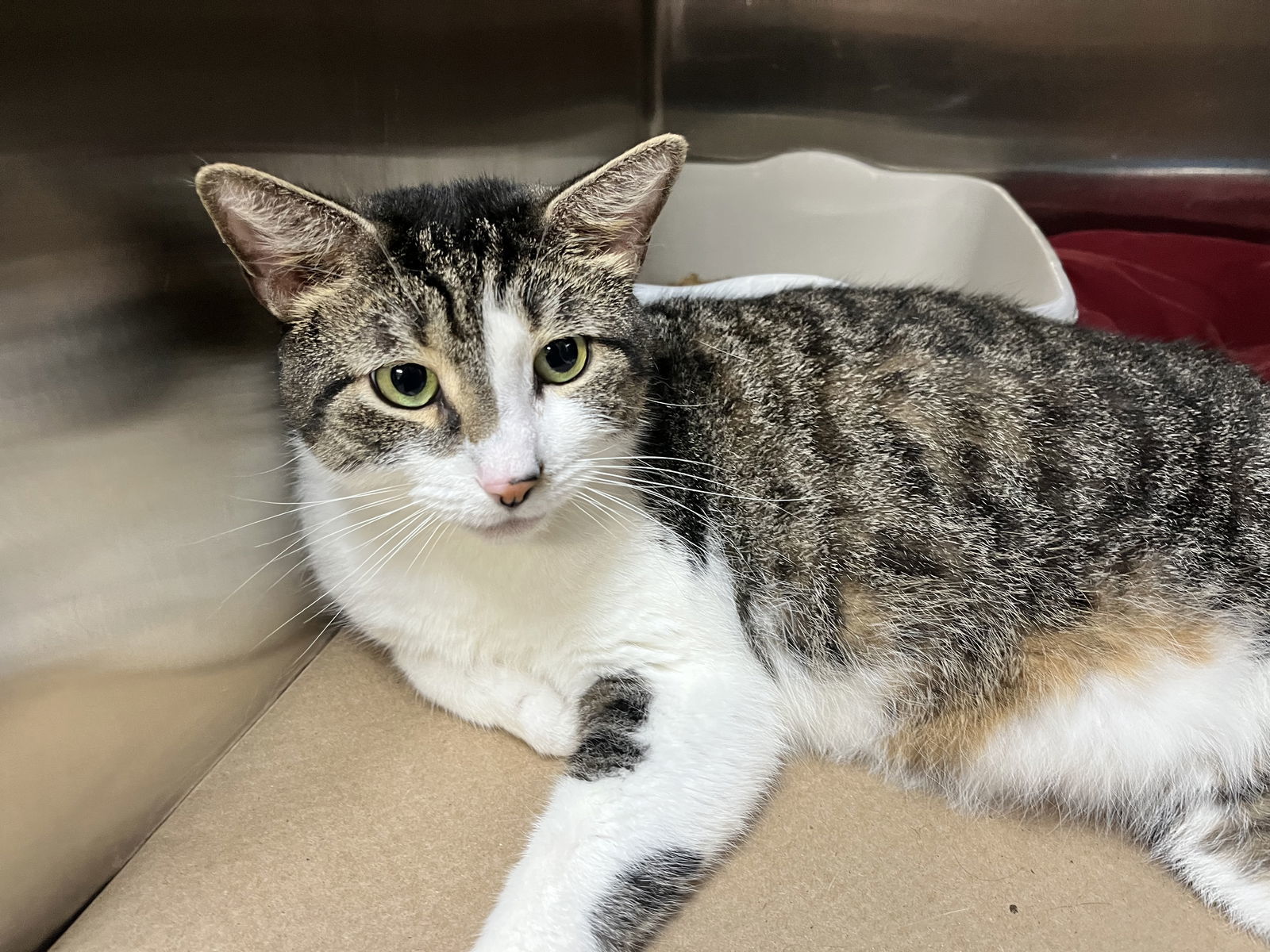 Sweet Tiger (TAS #9)