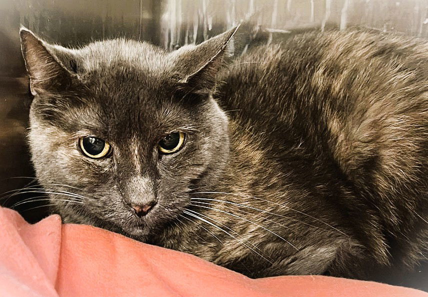 Perfect Patches (TAS#8)