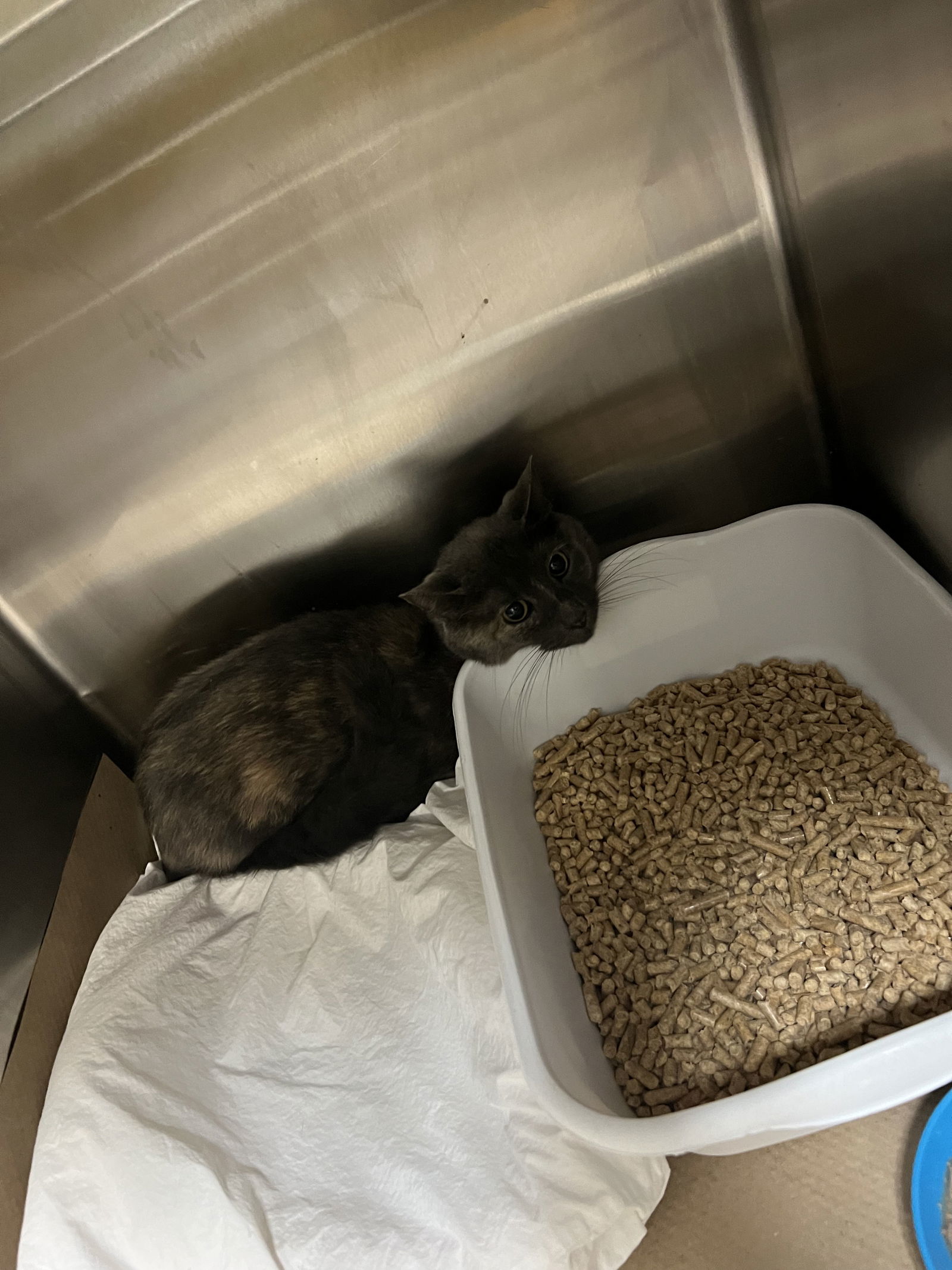 Perfect Patches (TAS#8)