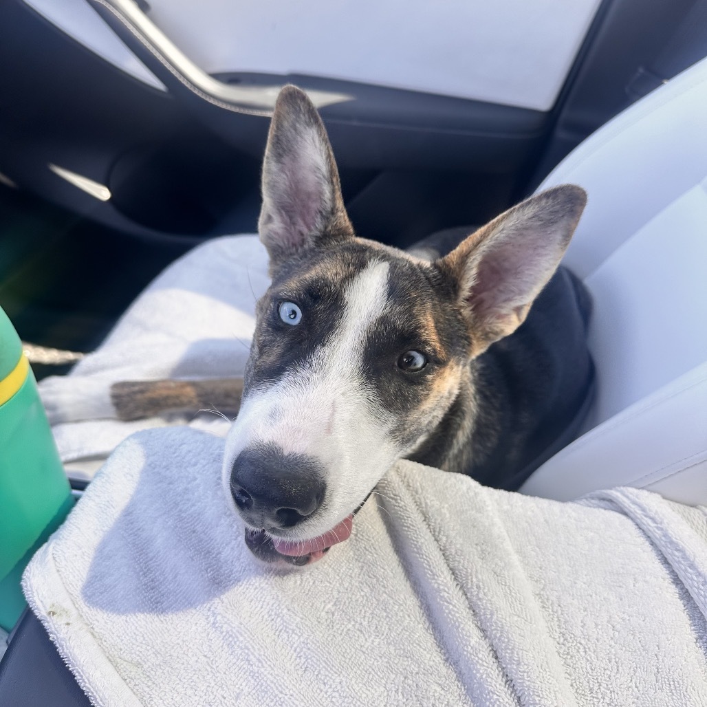 Phantom (Lucky Blue)