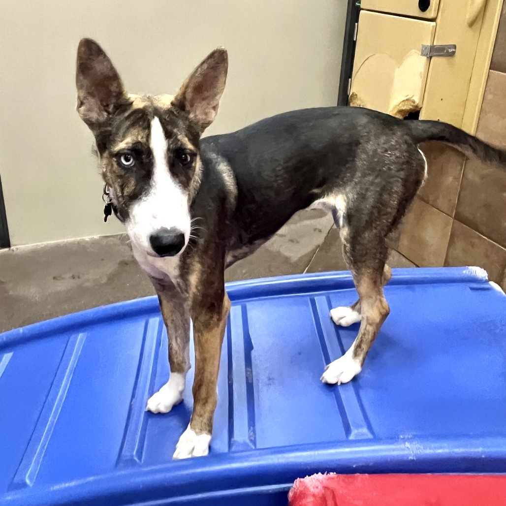 Phantom (Lucky Blue)