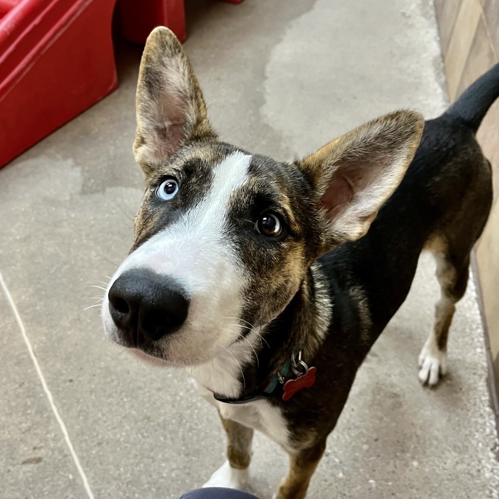 Phantom (Lucky Blue)