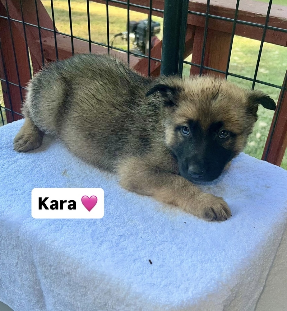 Kara (Xena's Pups)